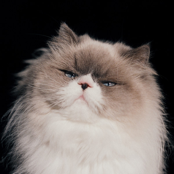 Playlist : Ayano Kaneko