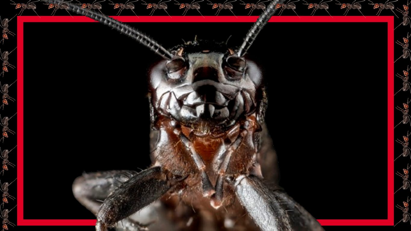 Simfoni-Dari-Penguasa-Yang-Terjajah