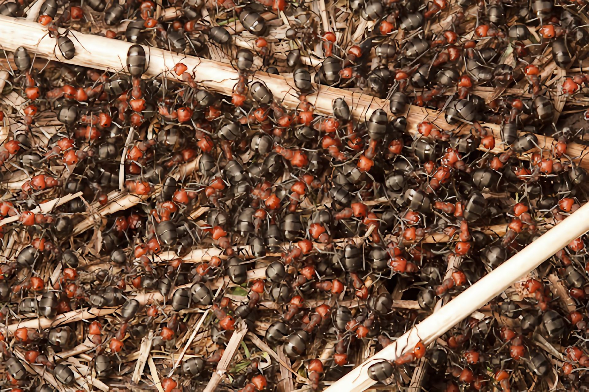 Simfoni-Formica-Obscuripes