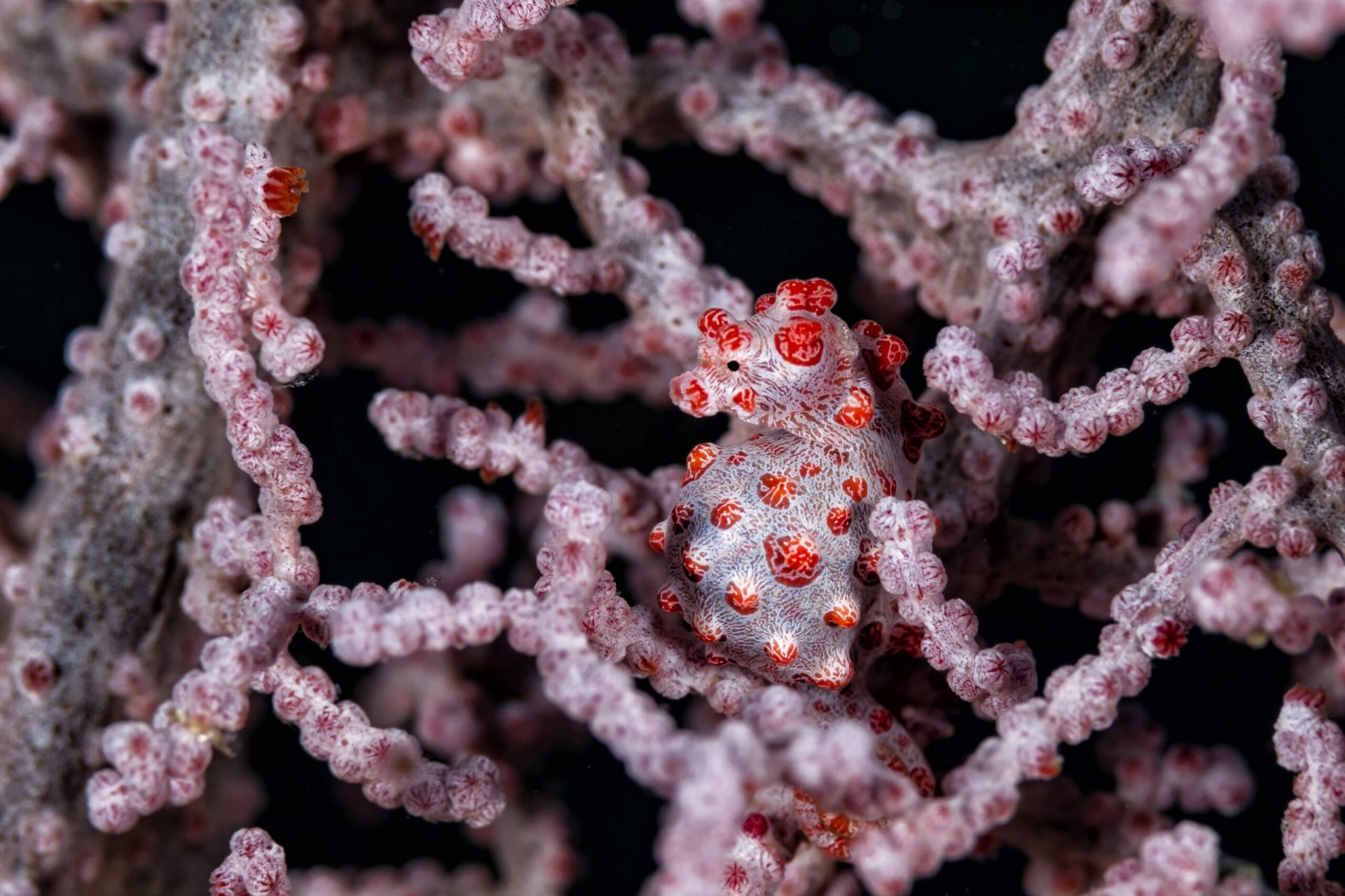 Bargibanti-Pygmy-Seahorses-scaled