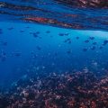 beautiful-shot-fishes-swimming-ocean