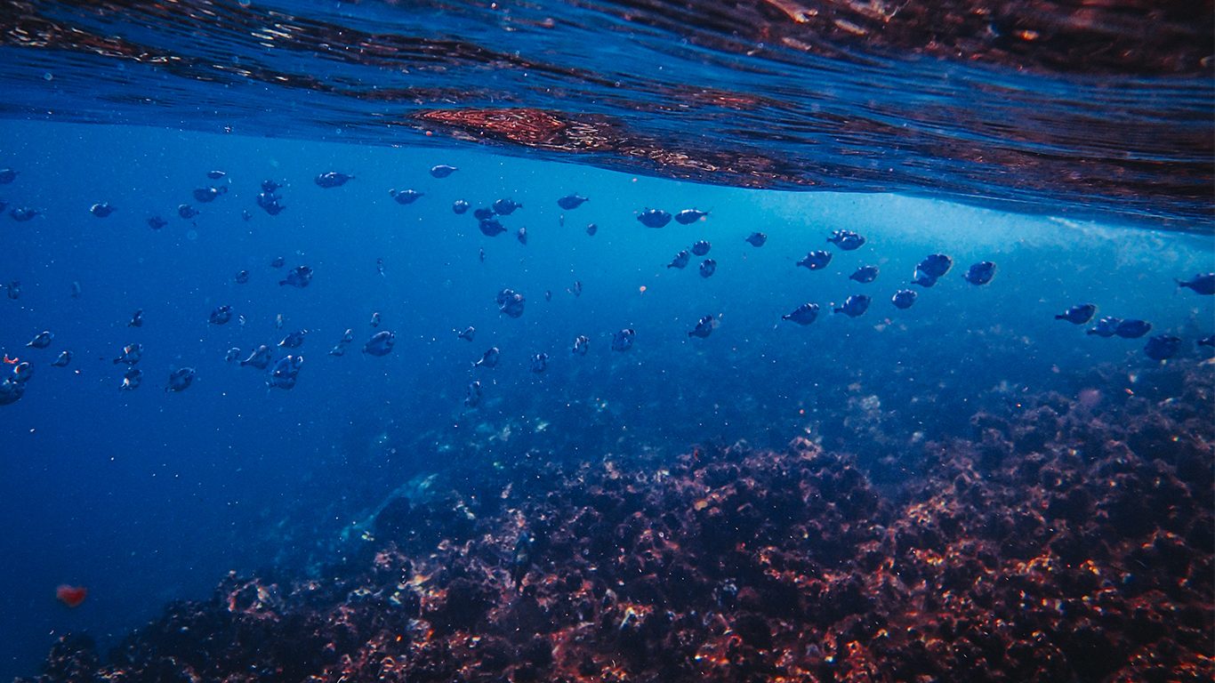 beautiful-shot-fishes-swimming-ocean