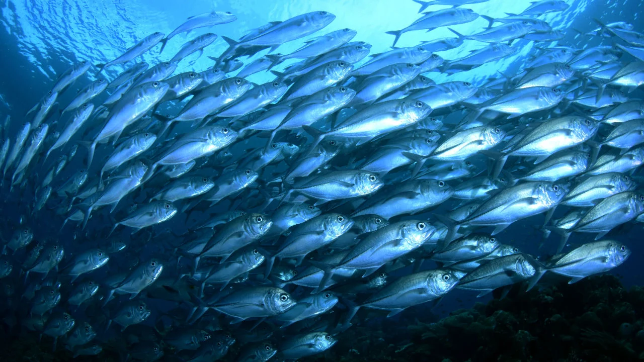 pelagic-fish