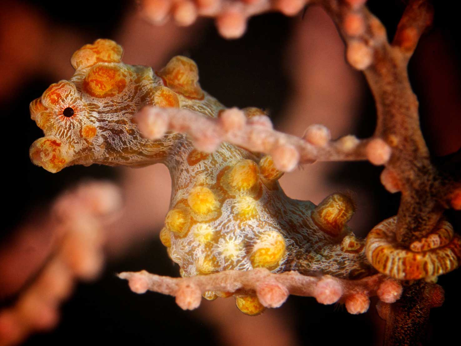 pygmy-seahorse-steve-miller